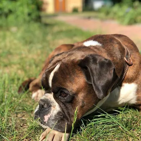 Haus Alwine Borkheide