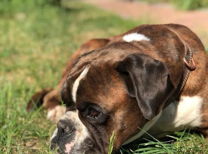 Haus Alwine Borkheide